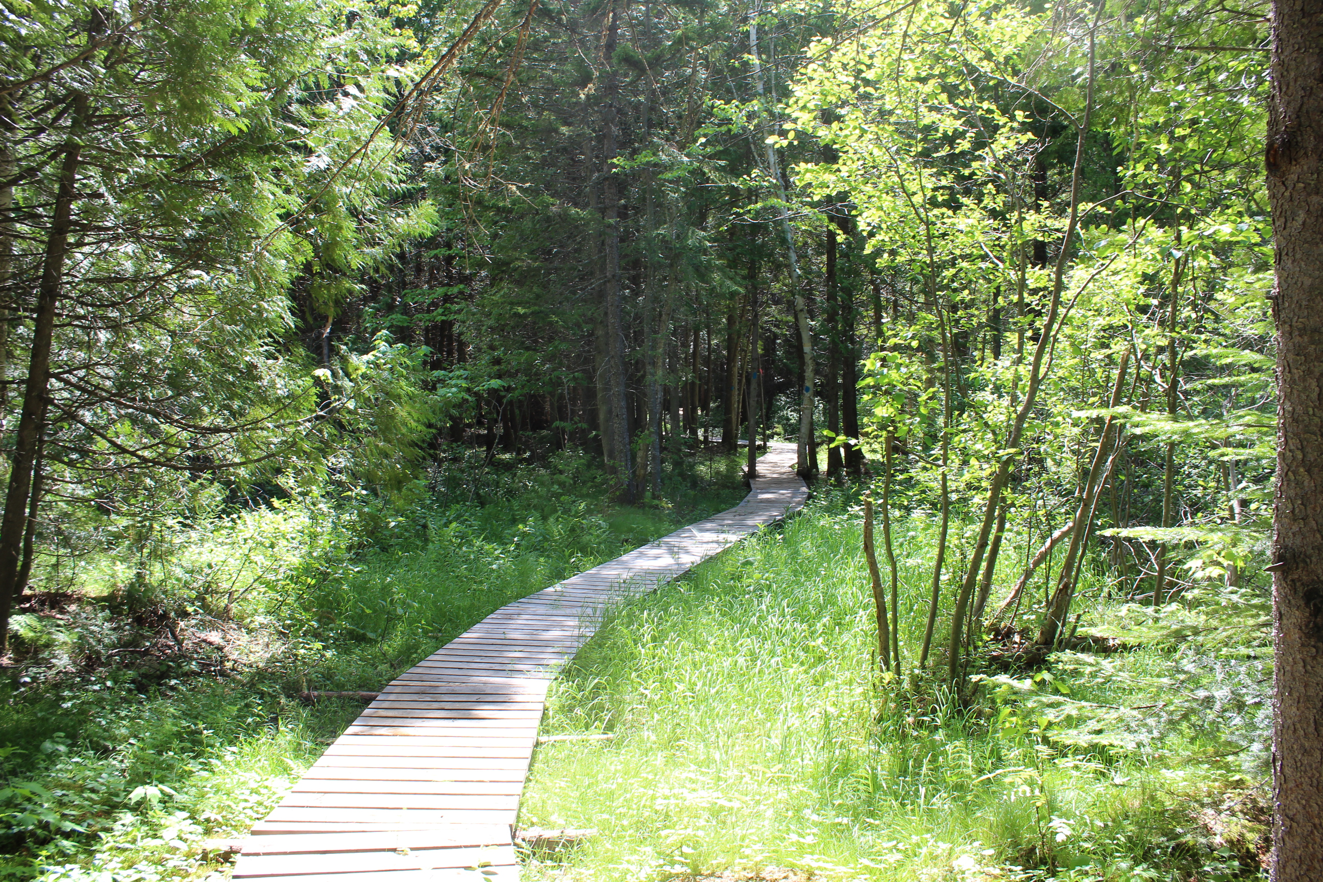 Municipalité amie des aînés (MADA)